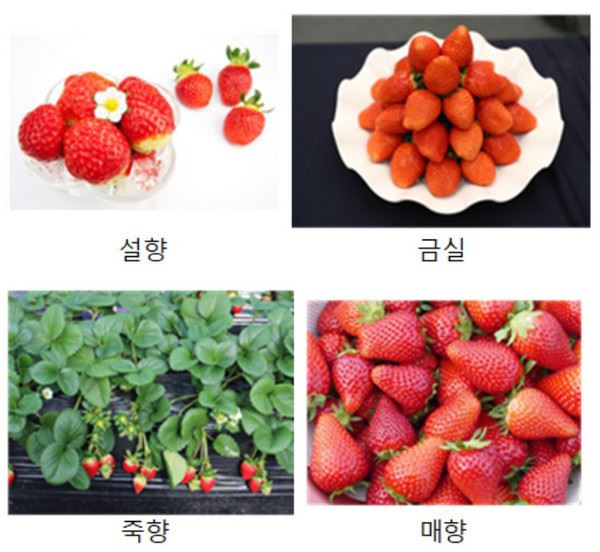 주요 국산 딸기 품종(농촌진흥청 제공)