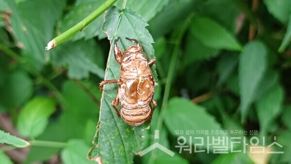 [포토] 7년 땅 속 생활 후 2주간의 바깥 생활로 생을 마감하는 매미